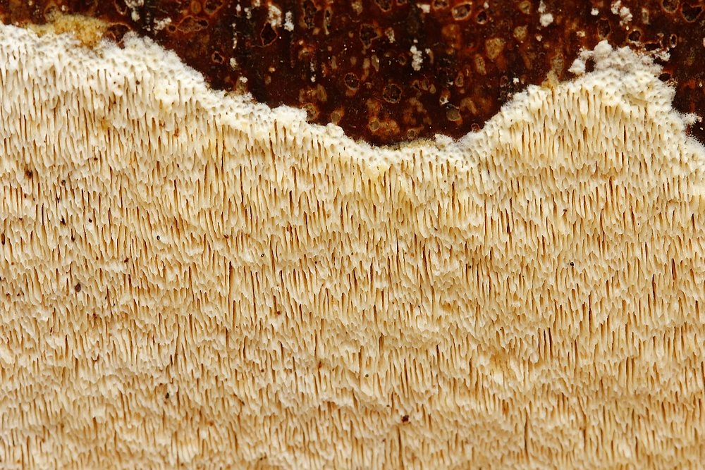 Tømmer-Sejporesvamp (Antrodia sinuosa)