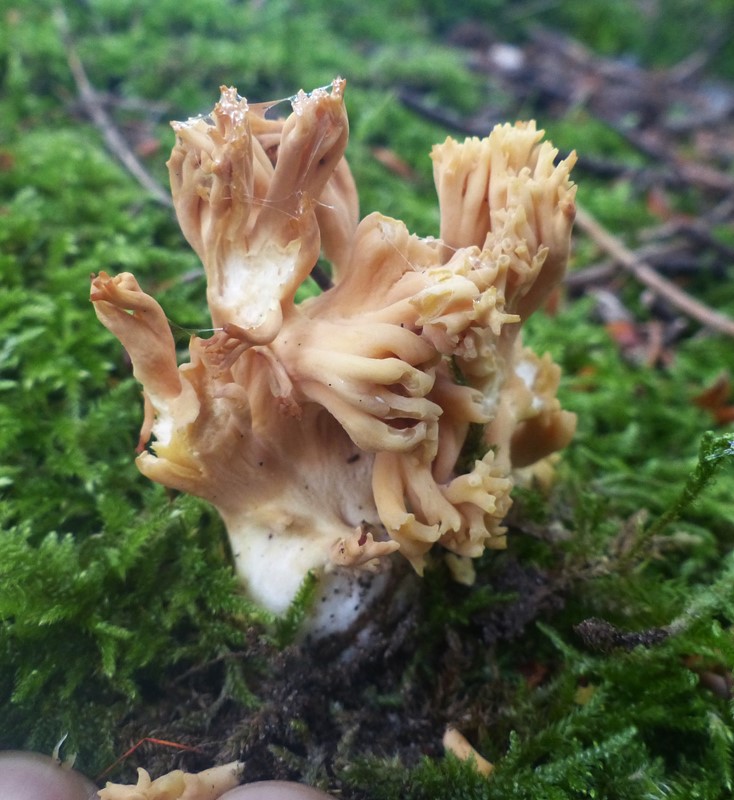 Ramaria krieglsteineri (Ramaria krieglsteineri)