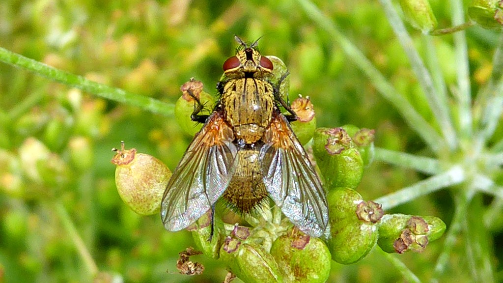 Allophorocera ferruginea (Allophorocera ferruginea)