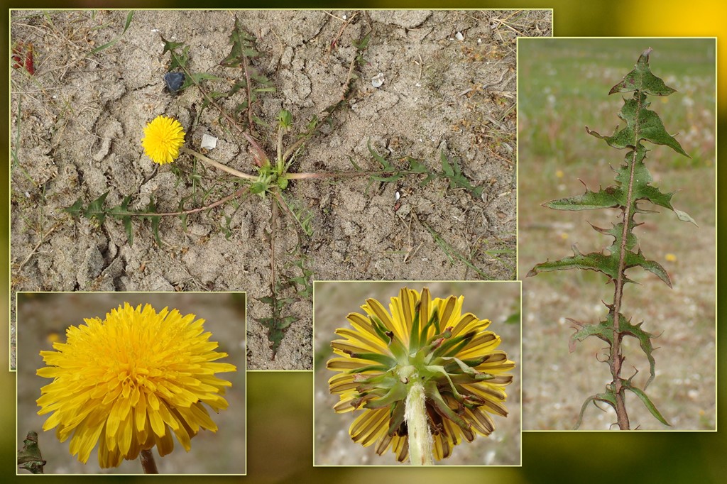 Pil-Sandmælkebøtte (Taraxacum dentosum)