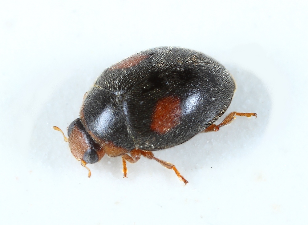 Scymnus schmidti (Scymnus schmidti)