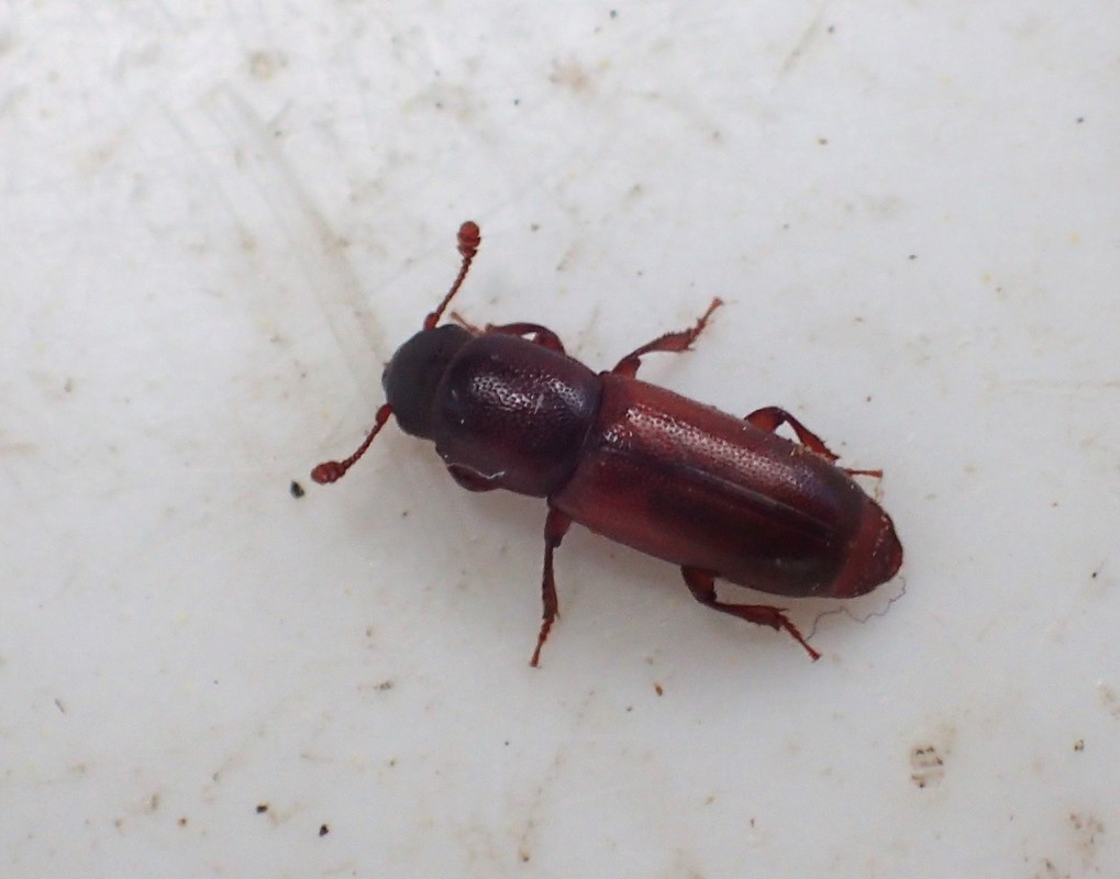 Rhizophagus depressus (Rhizophagus depressus)