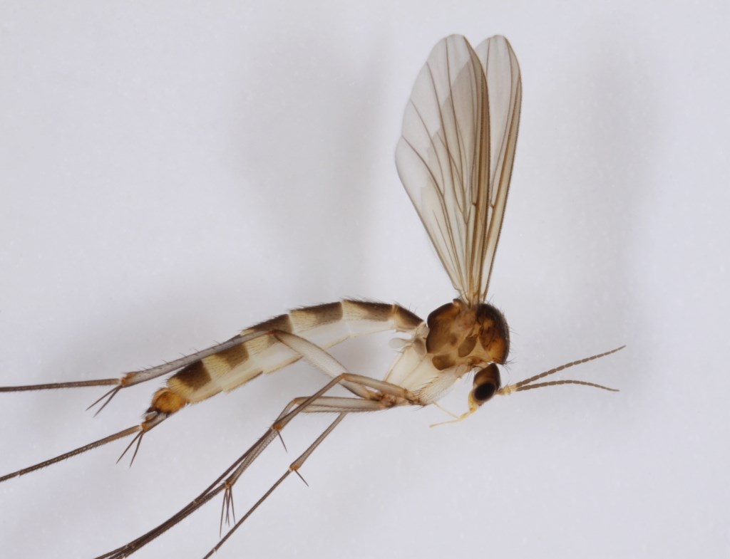 Exechiopsis distendens (Exechiopsis distendens)