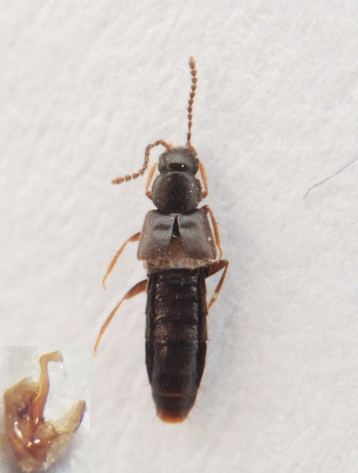 Atheta hygrobia (Atheta hygrobia)