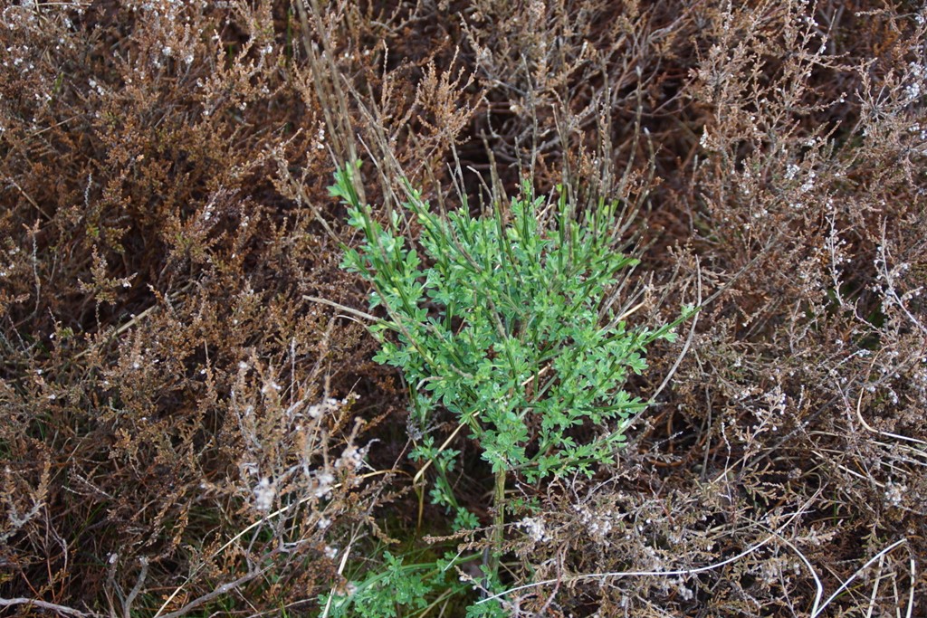 Gyvel (Cytisus scoparius)