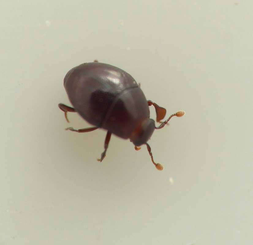 Liden Kuglestumpbille (Abraeus granulum)