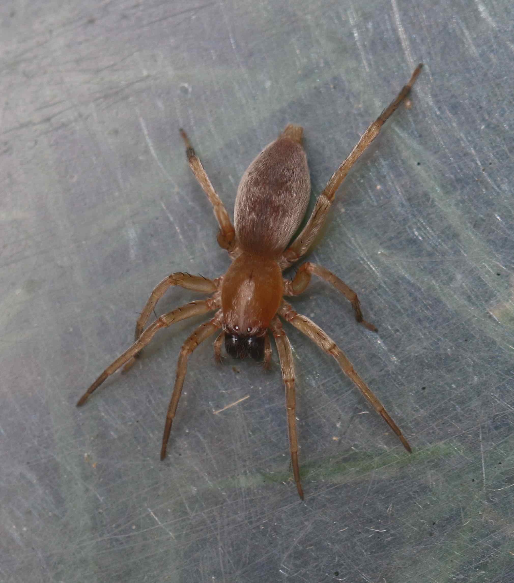 Clubiona sp. (Clubiona sp.)