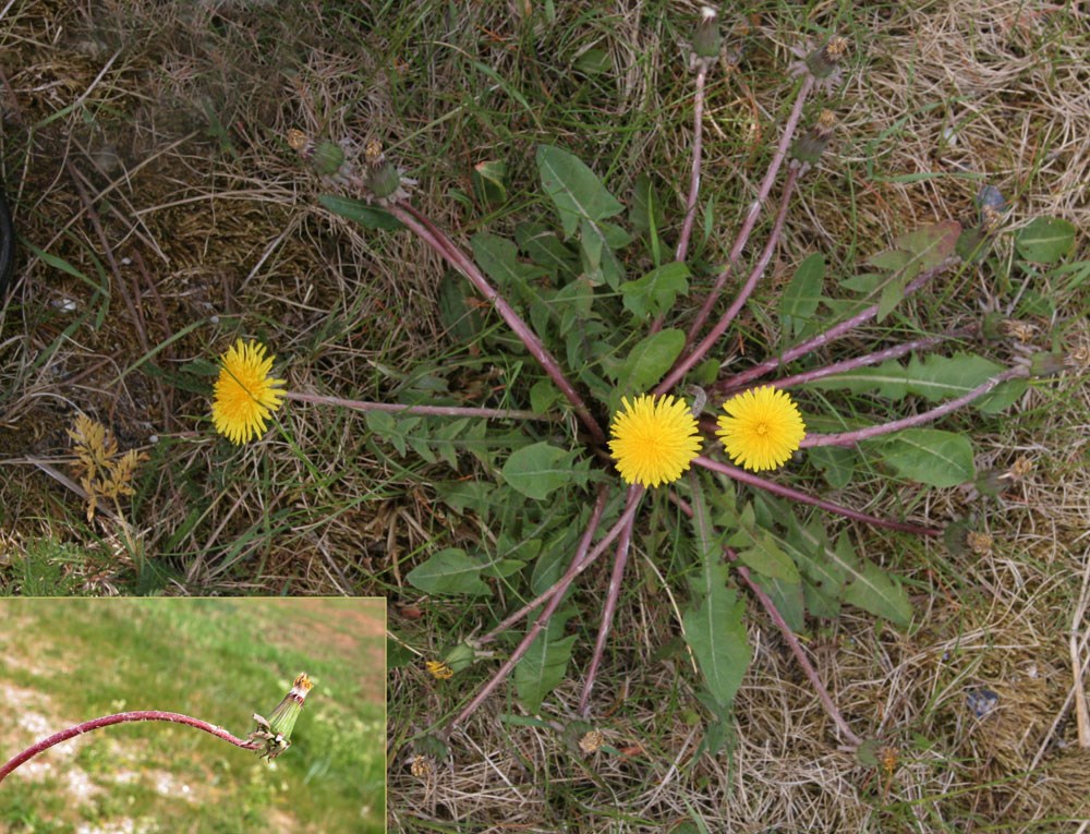 Sørge-Vejmælkebøtte (Taraxacum severum)