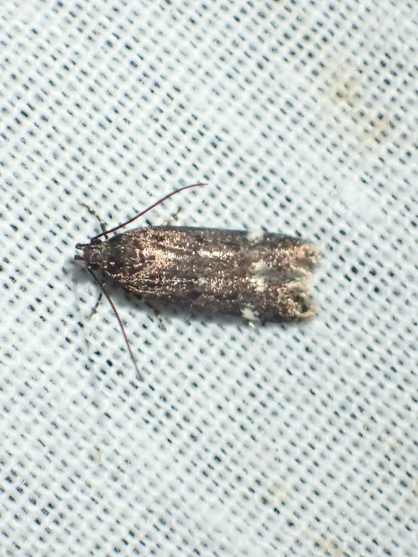 Bryotropha umbrosella (Bryotropha umbrosella)