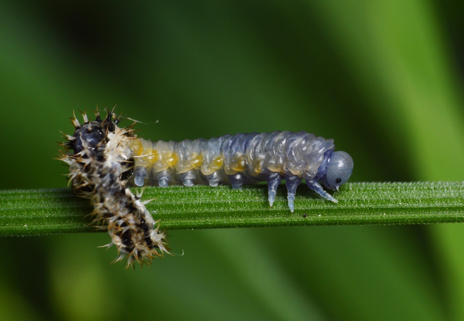 Eupareophora exarmata (Eupareophora exarmata)