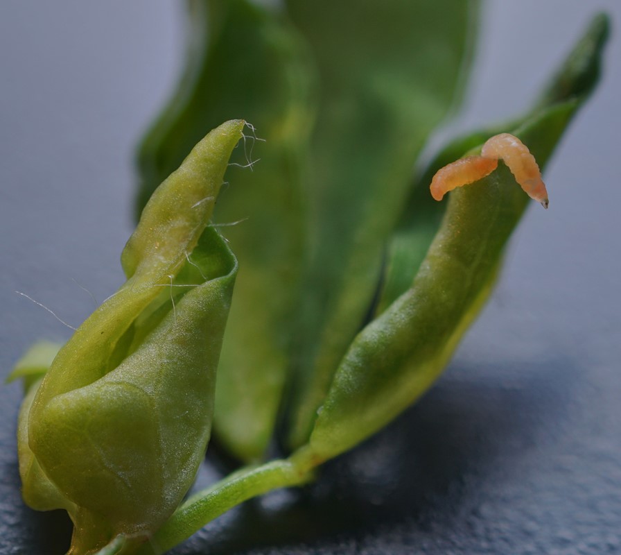 Jaapiella loticola (Jaapiella loticola)