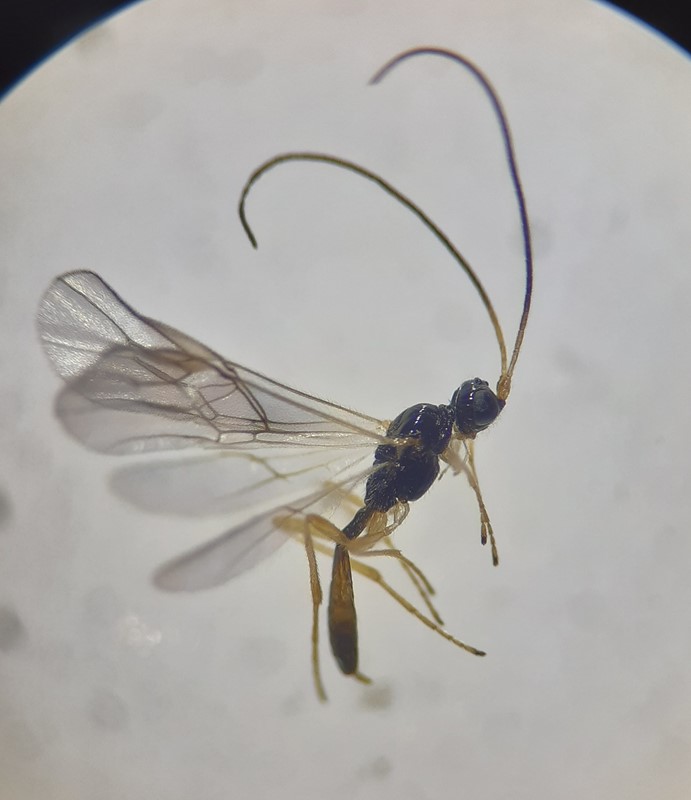 Colastes braconius (Colastes braconius)