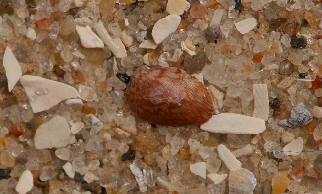 Marmoreret Musculus (Musculus subpictus)