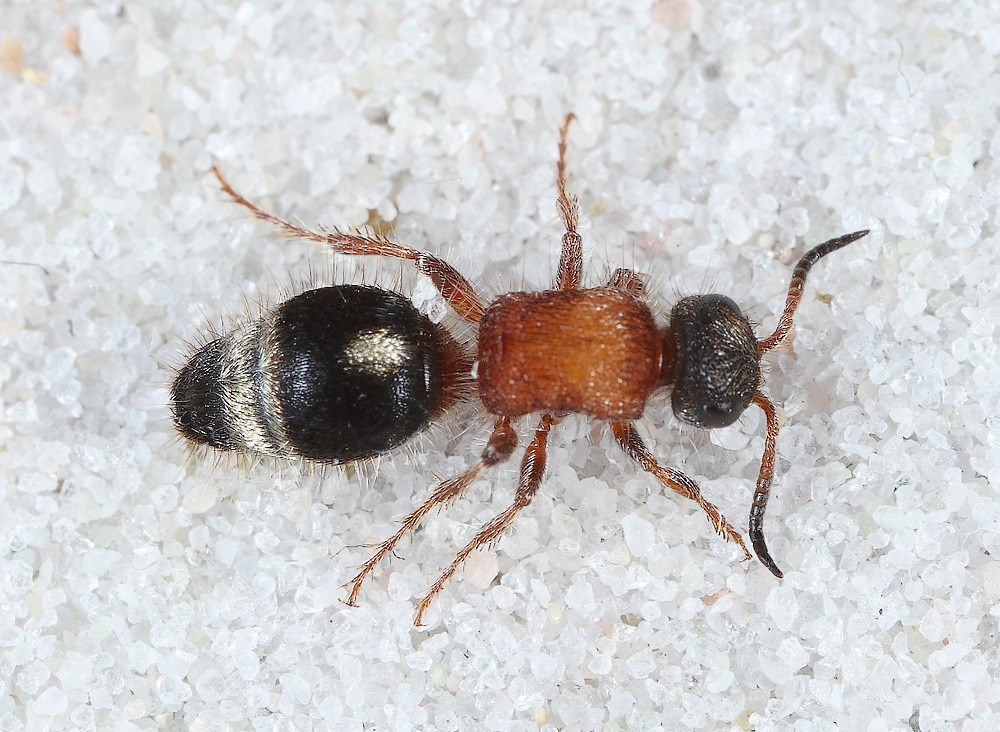 Sølvfløjlsmyre (Smicromyrme rufipes)