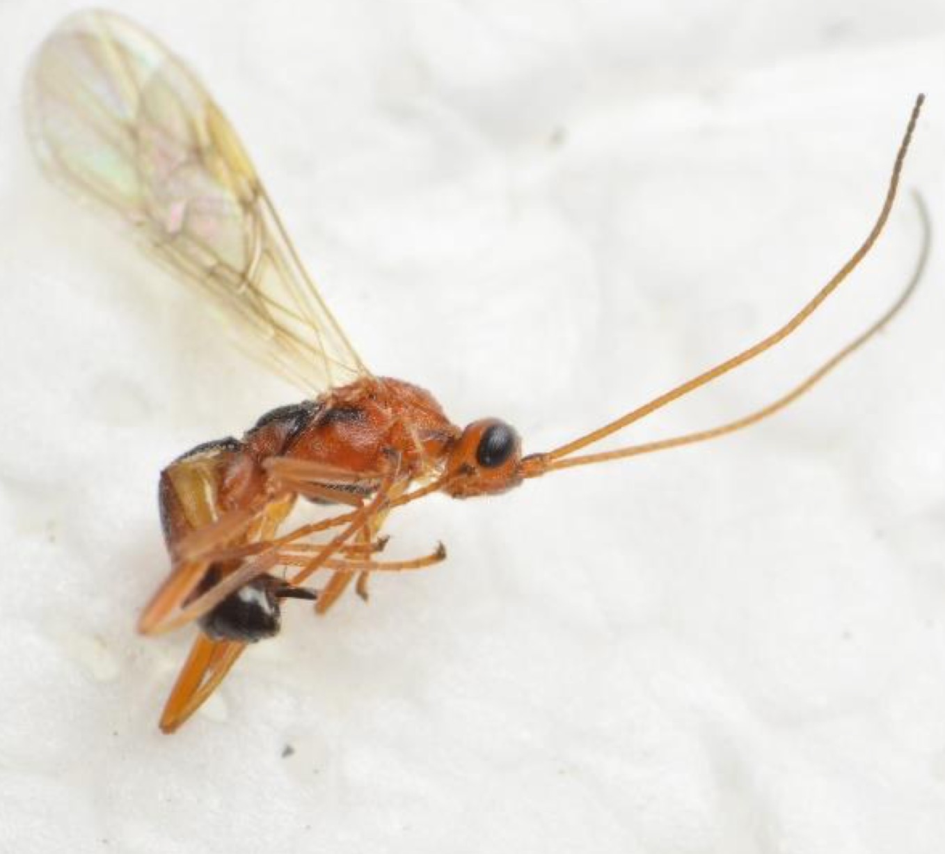 Aleiodes similis (Aleiodes similis)