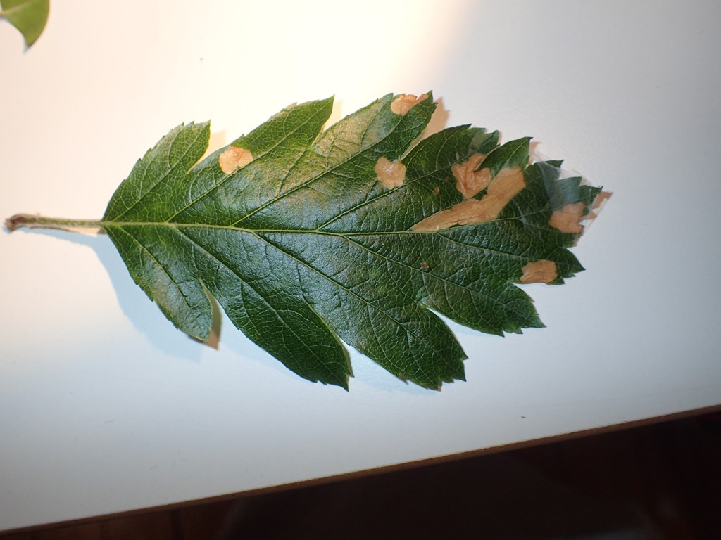 Æblesækmøl (Coleophora hemerobiella)