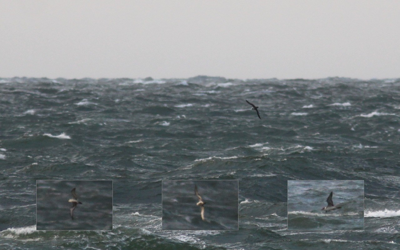 Storskråpe (Puffinus gravis)