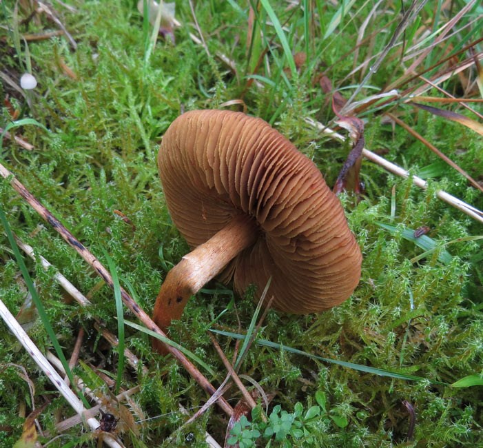 Brunrød Slørhat (Cortinarius phoeniceus)