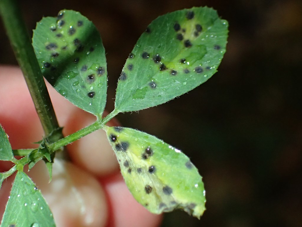 Sneglebælg-Bladskive (Pseudopeziza medicaginis)