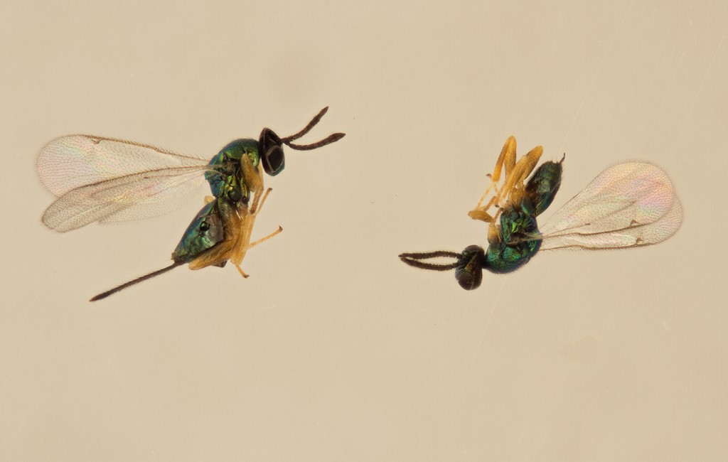 Torymus filipendulae (Torymus filipendulae)