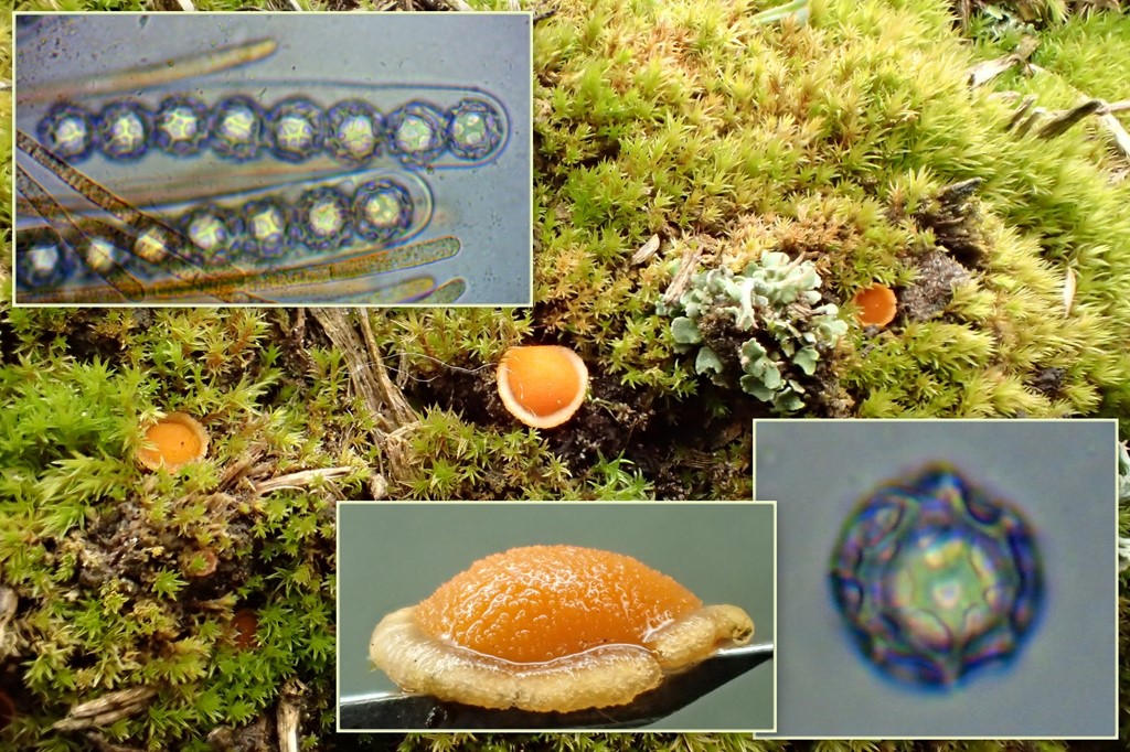 Lamprospora arvensis (Lamprospora arvensis)