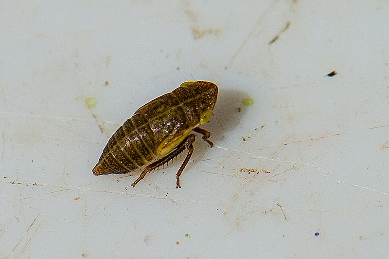 Aphrodes sp. (Aphrodes sp.)