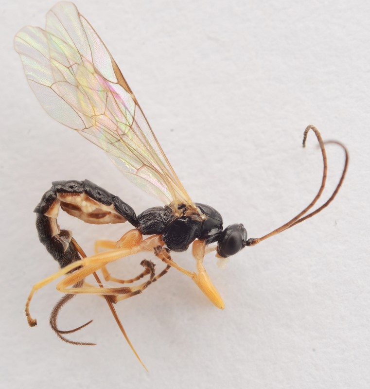 Polysphincta boops (Polysphincta boops)