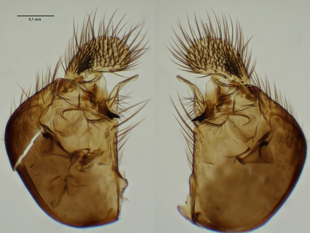 Brevicornu intermedium (Brevicornu intermedium)