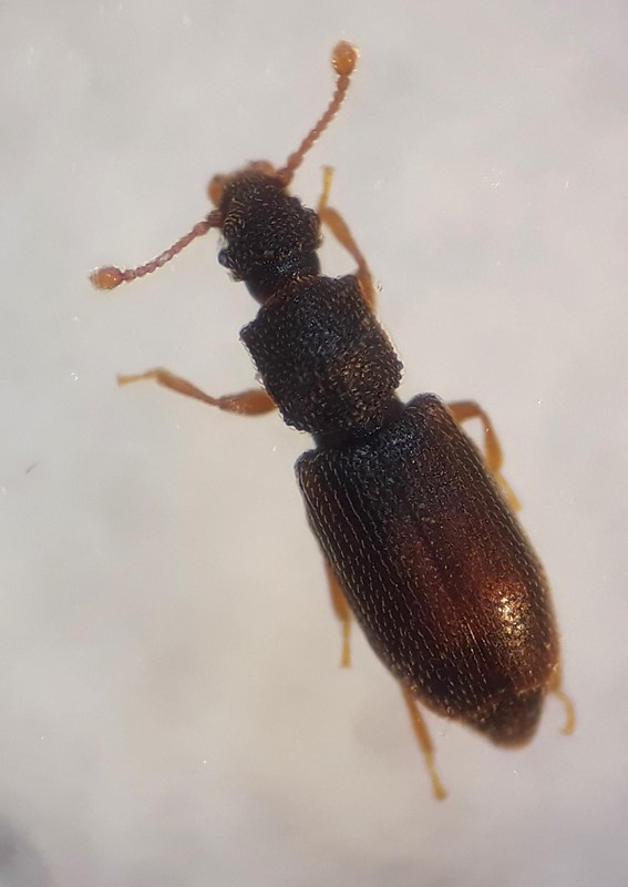Monotoma quadricollis (Monotoma quadricollis)