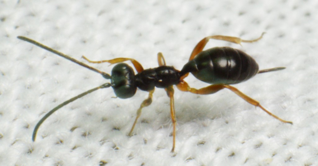 Gelis fallax (Gelis fallax)