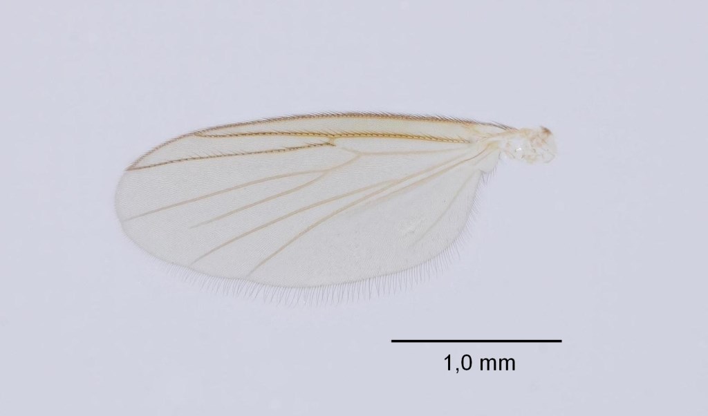 Brevicornu serenum (Brevicornu serenum)