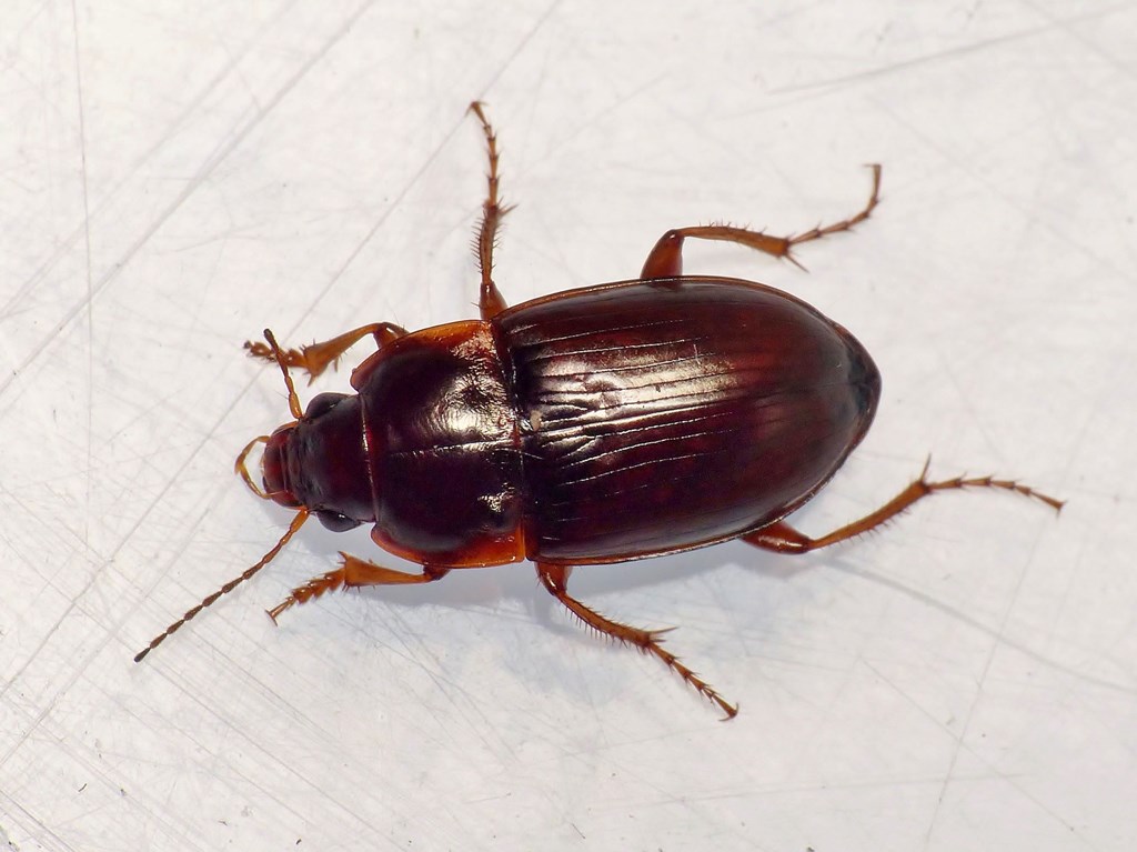 Smalbrystet Ovalløber (Amara quenseli)