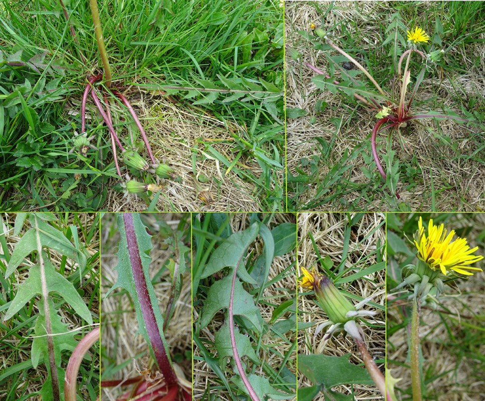 Marklunds Krogmælkebøtte (Taraxacum marklundii)