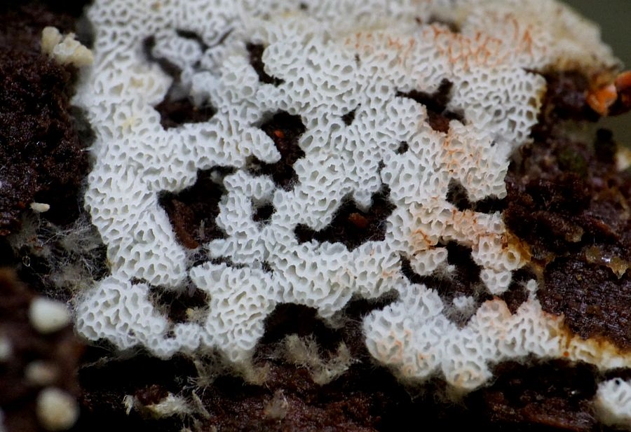 Blod-Skorpeporesvamp (Physisporinus sanguinolentus)