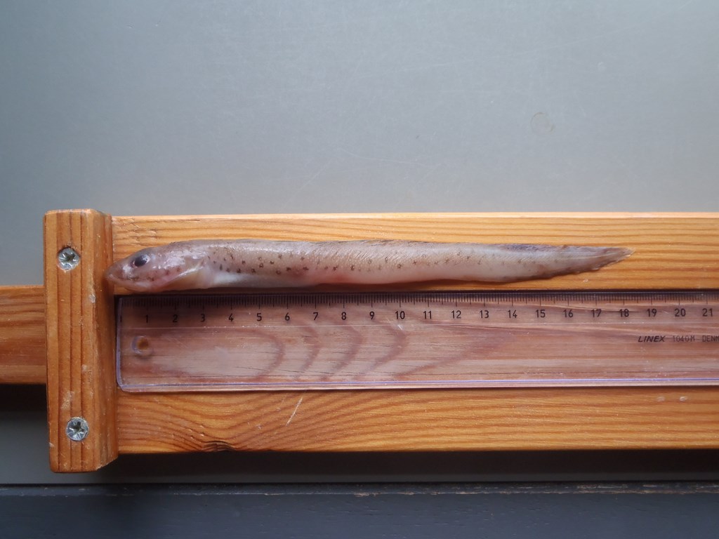 Almindelig Ålebrosme (Lycodes gracilis)