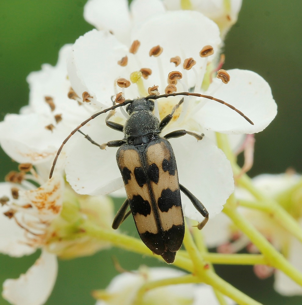 Seksbåndet Blomsterbuk (Judolia sexmaculata)