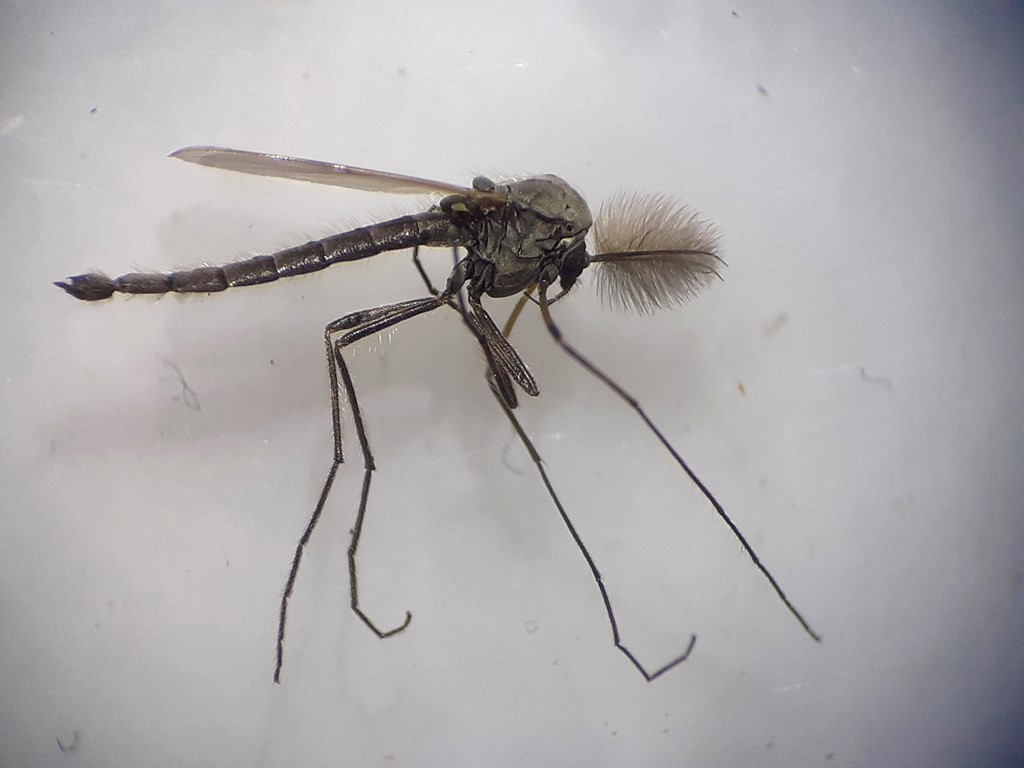 Pseudosmittia gracilis (Pseudosmittia gracilis)