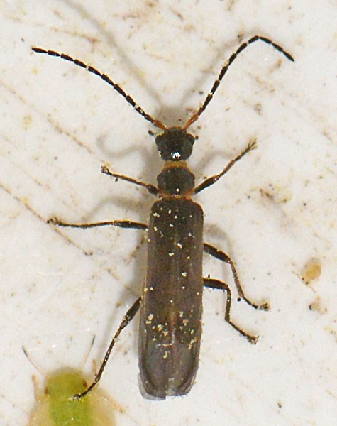 Malthodes fibulatus (Malthodes fibulatus)