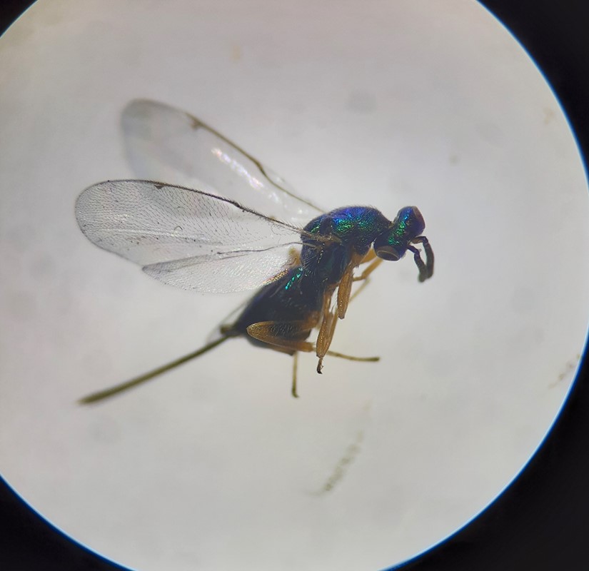 Torymus cultriventris (Torymus cultriventris)