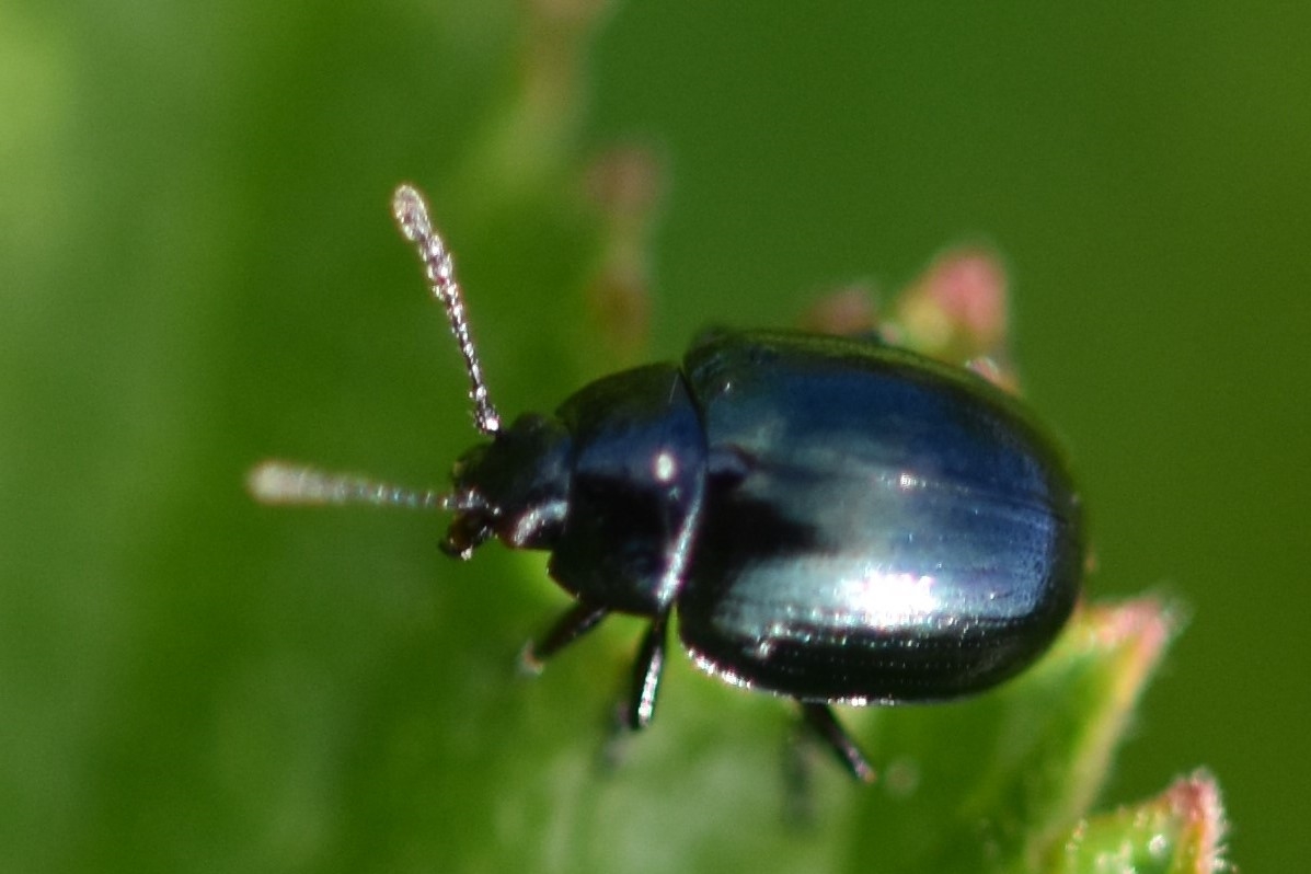 Phaedon sp. (Phaedon sp.)