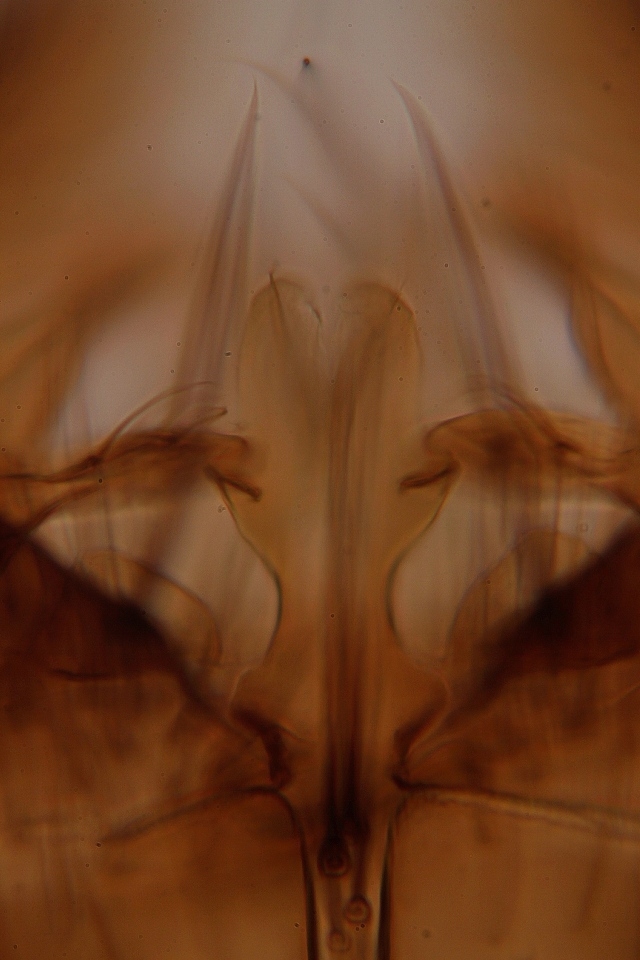 Exechia chandleri (Exechia chandleri)