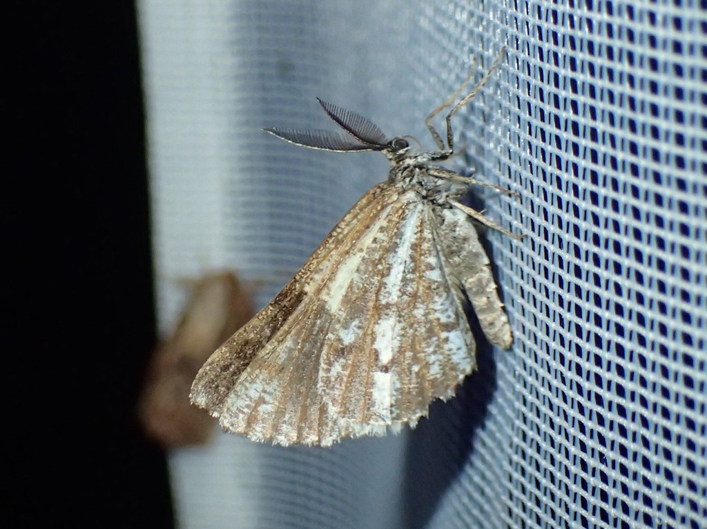Fyrremåler (Bupalus piniaria)