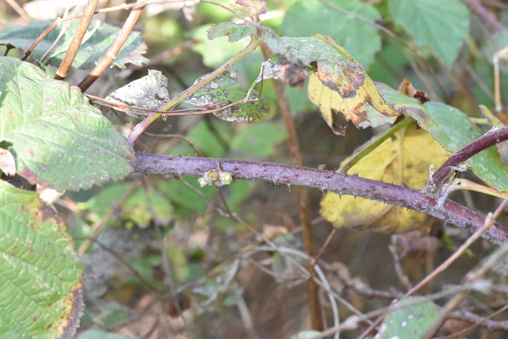 Blådugget Hasselbrombær (Rubus glauciformis)