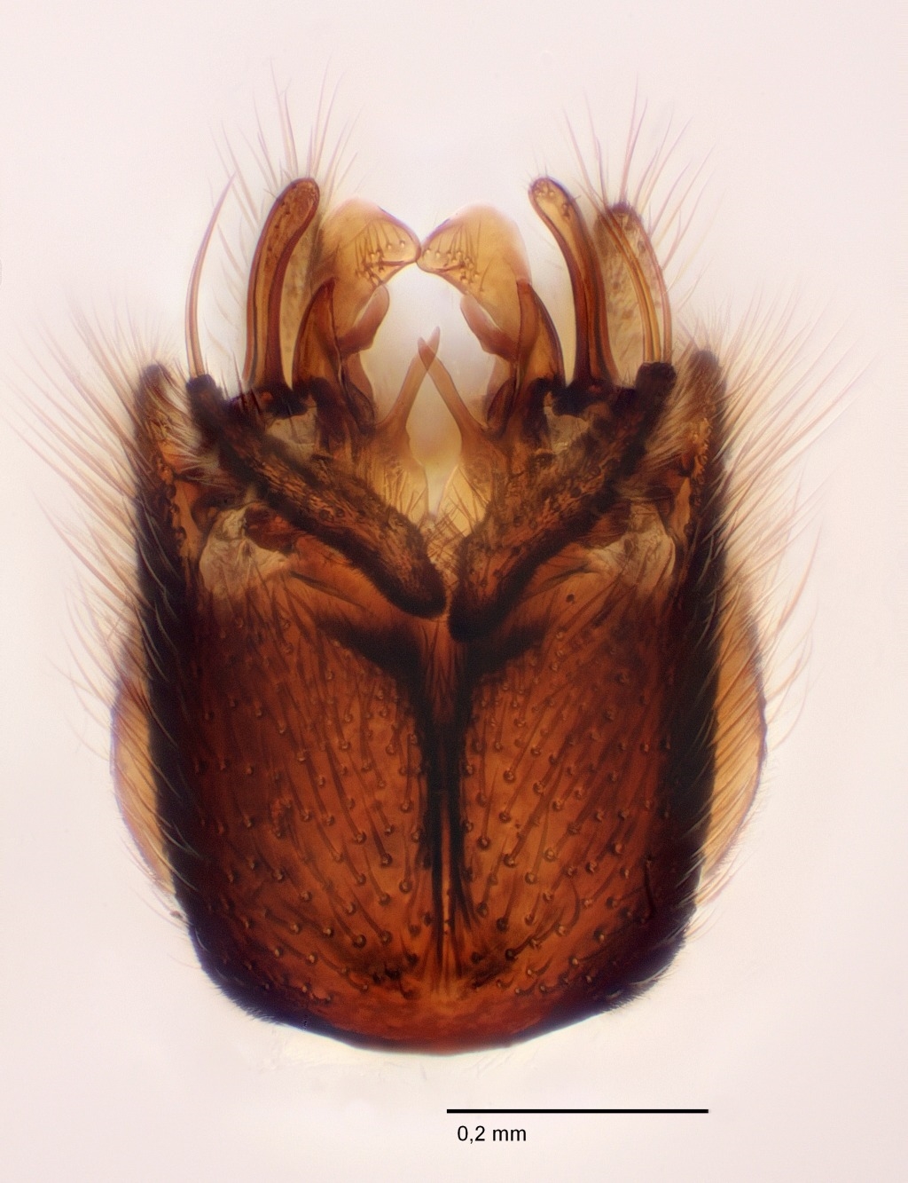 Dynatosoma nigromaculatum (Dynatosoma nigromaculatum)