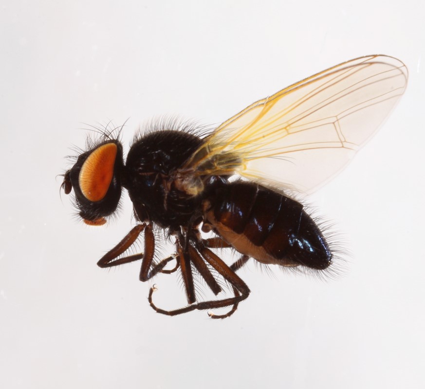 Chaetolonchaea dasyops (Chaetolonchaea dasyops)