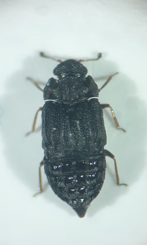 Micropeplus porcatus (Micropeplus porcatus)