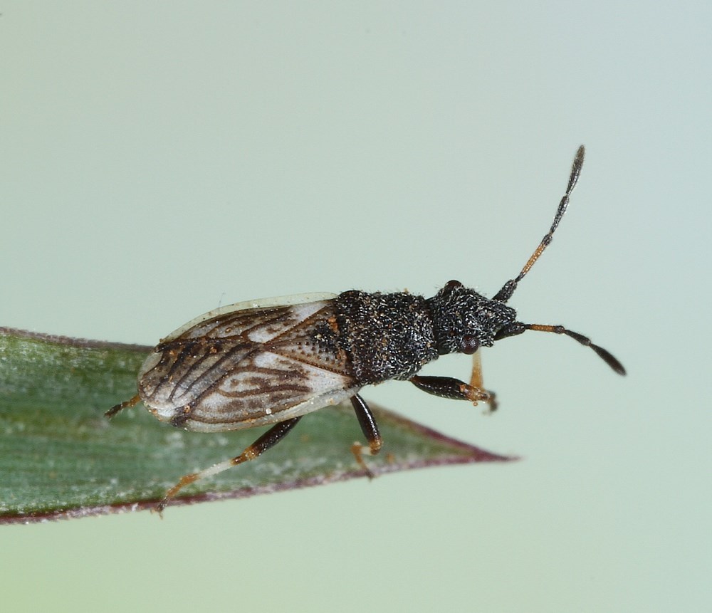 Soløjefrøtæge (Macroplax preyssleri)