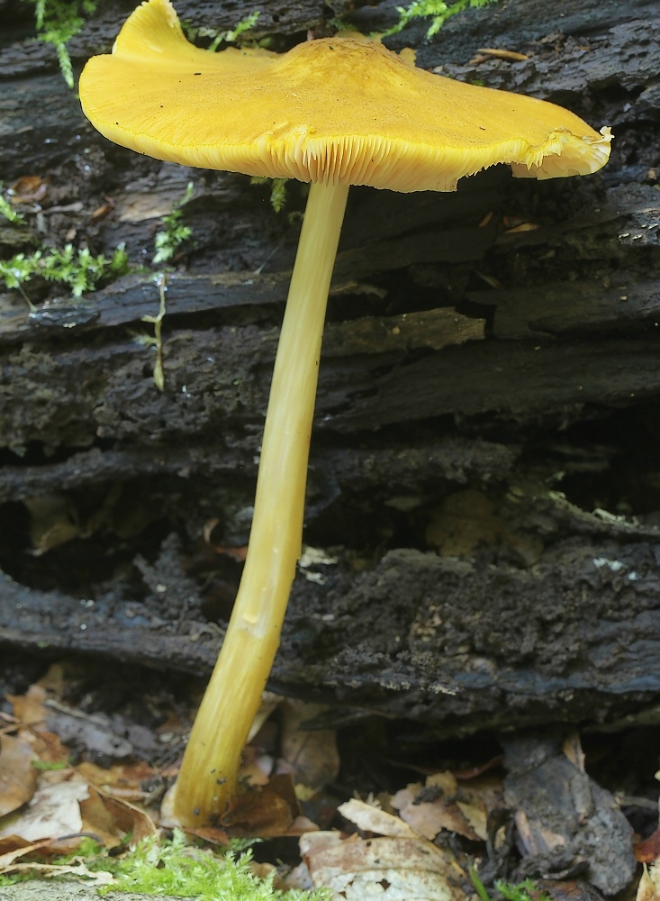 Løvegul Skærmhat (Pluteus leoninus)