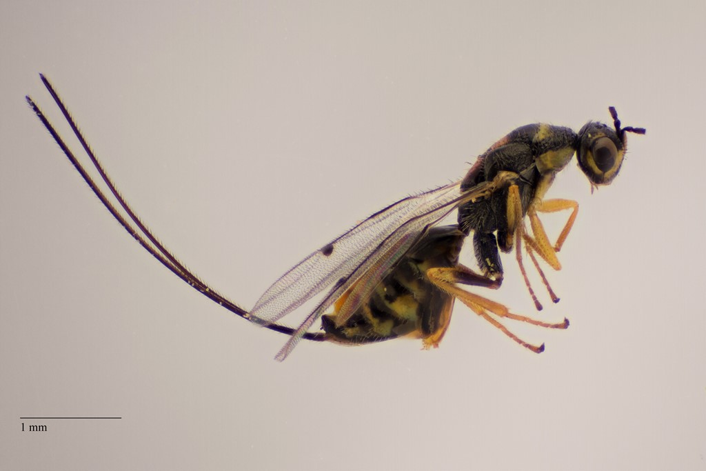 Nobilisfrøhveps (Megastigmus pinus)