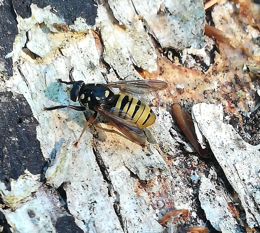 Halvmåne-Vedsvirreflue (Temnostoma meridionale)